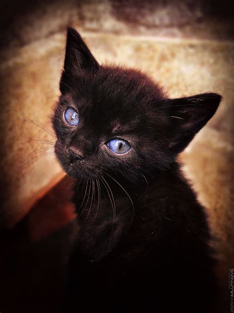 Черная Кошка С Голубыми Глазами Фото Telegraph