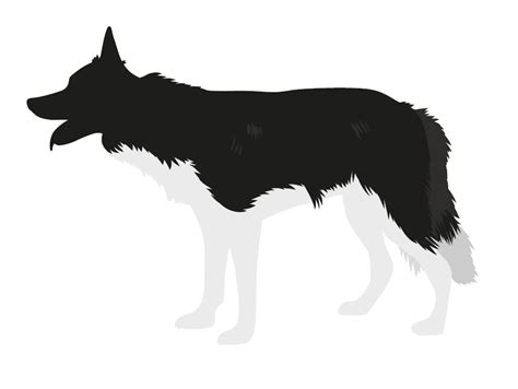 Border Collie Breed Guide Pitpat