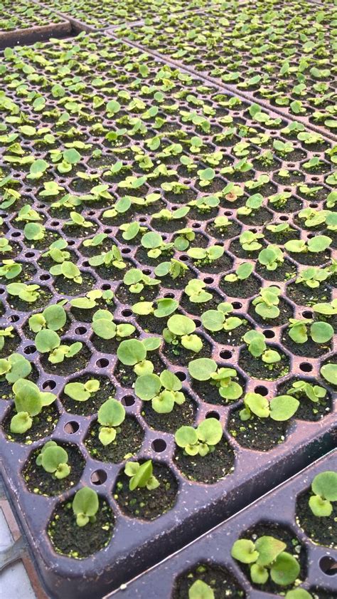 Wholesale Rooted Plugs Wagners Greenhouses Young Plants