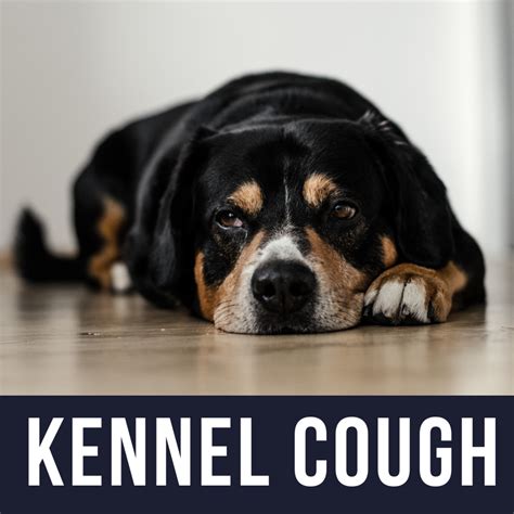 My Dog Has Kennel Cough What Do I Need To Know Hubpages