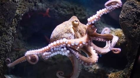 Octopus Octopus Facts Octopus Giant Pacific Octopus