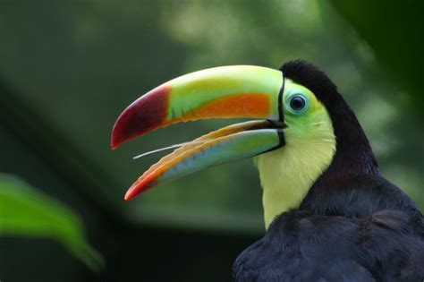 Keel Billed Toucan Eagle Eye Stock Images Stock Photos Toucans