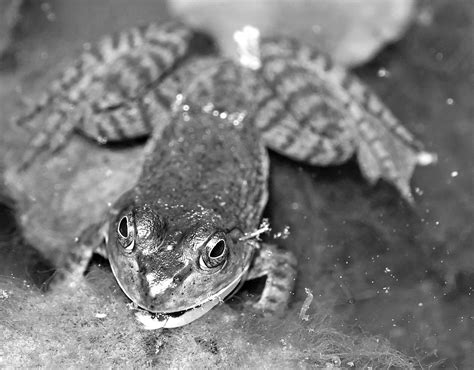 American Bullfrog Lithobates Catesbeianus Janet K Flickr