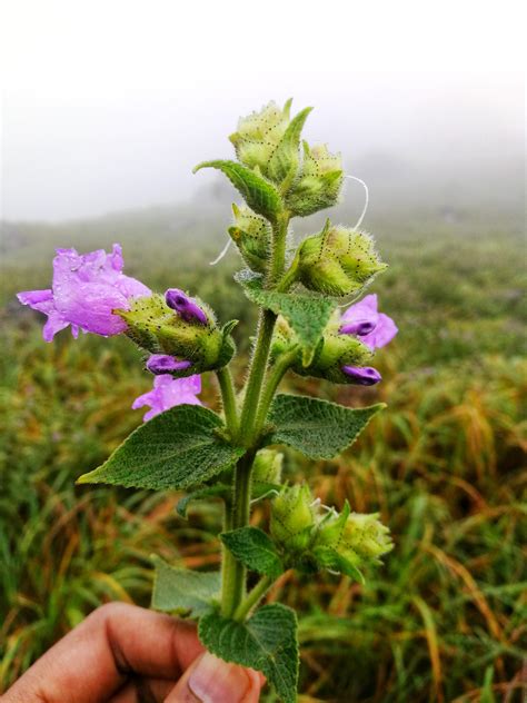 This 'super bloom', occurring once every 12 years, covers a large area, including its protected area, kurinjimala sanctuary, about 45km from munnar. Neela Kurinji flower, which blooms every 12 years. Lucky ...