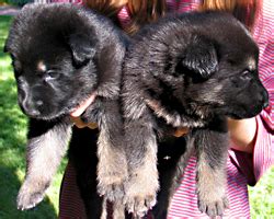 How to choose the right german shepherd puppy from a litter. 3 Week Old German Shepherd Puppies - Common Information ...