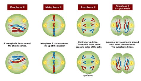 5 12 Sexual Reproduction Meiosis And Gametogenesis Human Biology