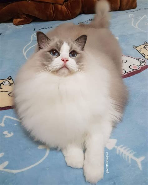 Very Fluffy Loaf All Cat Breeds Beautiful Cats Kittens Cutest