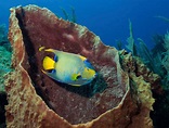 10 fatti interessanti sul Pesce Angelo | Blog Acquaristica