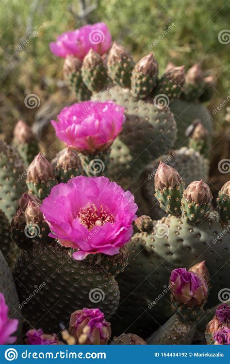 Pink Cactus Flowers Bloom In Desert Landscape Sierra Nevada Mountains