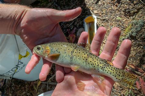 Colorados State Fish Once Considered Extinct Is Reproducing