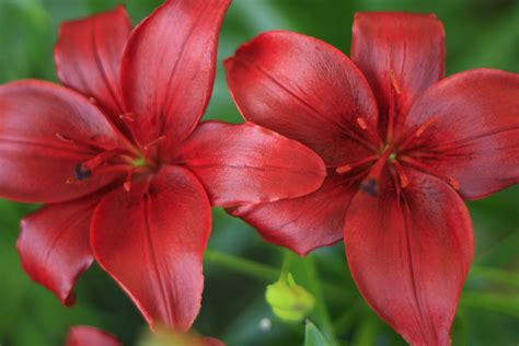 Red Lily Flowers Free Stock Photo Public Domain Pictures