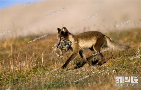 Arctic Fox Eating Lemmings Alopex Lagopus Stock Photo Picture And