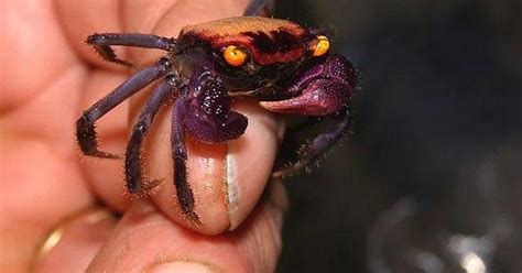 Tiny Vampire Crab Will Stare Into Your Soul Album On Imgur