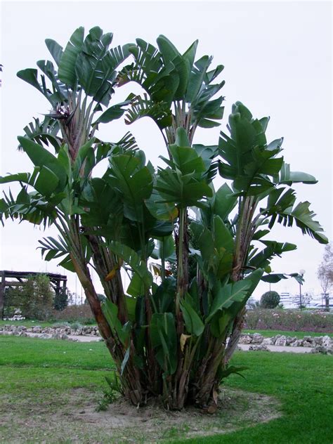 Maybe you would like to learn more about one of these? Všechny rostliny | Strelitzia nicolai | eshop.tropik.cz
