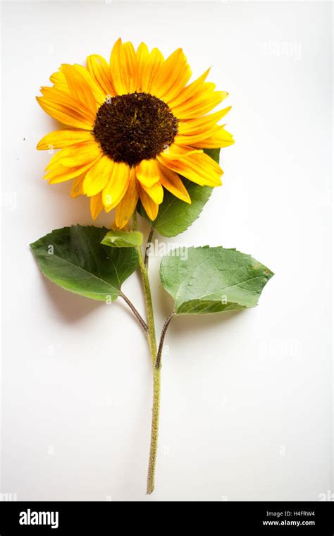 Yellow Sunflower With Green Leaves Farm Inspired Stock Photo Alamy