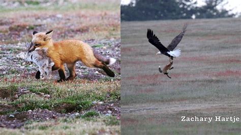 Amazing Video Shows Eagle Battling Fox For Rabbit In Mid Air Abc7 New