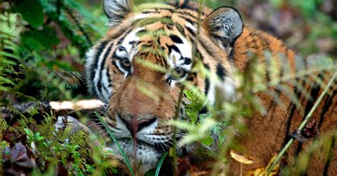 Amur Tiger Pounces Back From Near Extinction