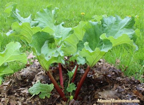 Rhubarb Flowers What To Do When Rhubarb Bolts And Goes To Seed The