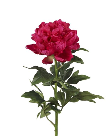 Our peonies come fresh from the flower fields! Bellafiora 01AMAZ023103 Artificial Flowers Royal Peony ...