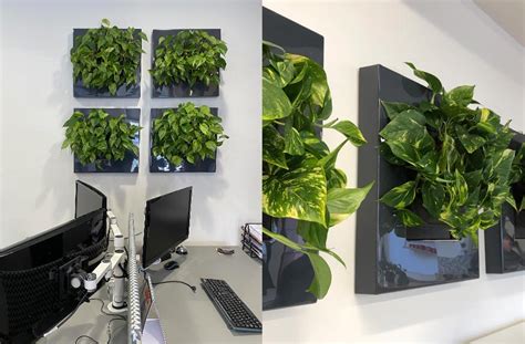 Live Pictures Self Contained Living Wall Units Inleaf