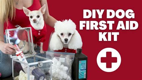 Diy Dog First Aid Kit A List Of Essentials Proud Dog Mom In 2022