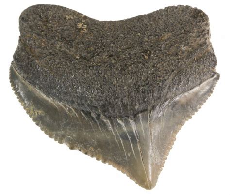 104 Fossil Squalicorax Crow Shark Tooth Texas For Sale 42973