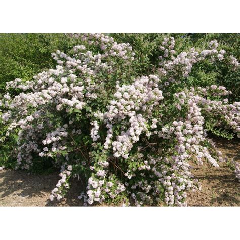 Deutzia x hybrida 'mont rose' is an upright, deciduous shrub which produces fabulous, pink blooms between may and june. Deutzie Mont Rose - Deutzia Mont Rose