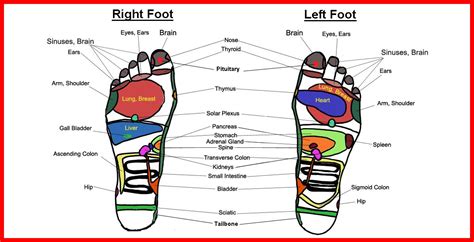 Reflexology Hand And Foot Charts Herbs Info Reflexology Chart Foot