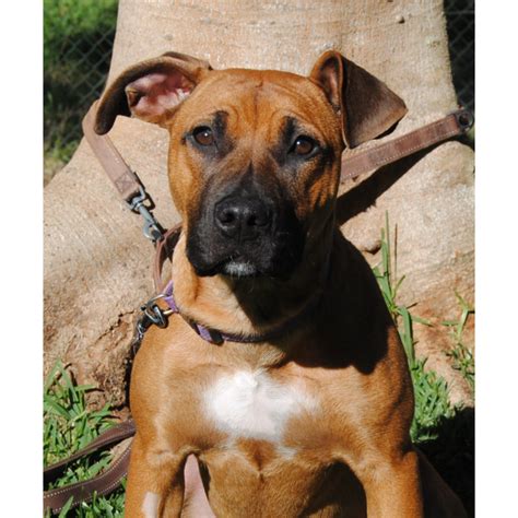 Daisy Medium Female Boxer X Rhodesian Ridgeback Mix Dog In Qld
