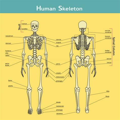 List Of All Human Bones
