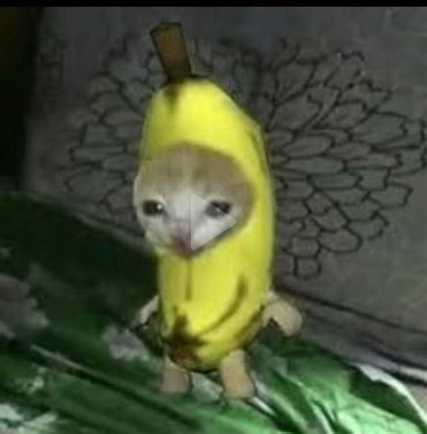 Create Meme A Cat In A Banana Costume Cat Banana A Crying Cat In A