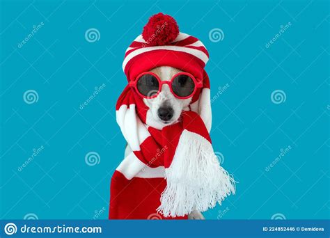 Dog In A Hat And A Scarf Stock Photo Image Of Cute 224852446