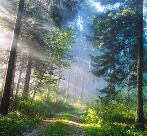 Morning Sun In The Forest Photographer And Location Unknown Cr