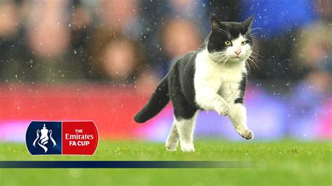 Cat Invades Pitch During Everton V Dag And Red Emirates Fa Cup R3 Snapshots Youtube