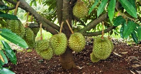 Ada pelbagai cara menanam durian. Cara Memupuk Durian dengan Pupuk Nasa dan Perawatannya ...