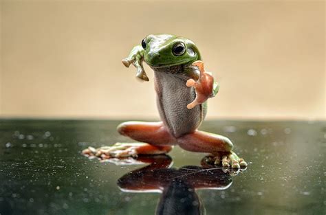 Pin On Frogs