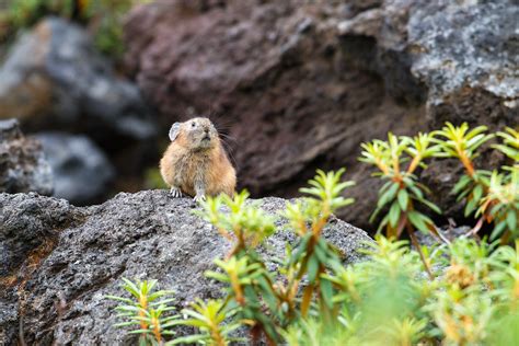 Japanese Pika Japanese Pika Can Not Only Be Seen In The Al Flickr