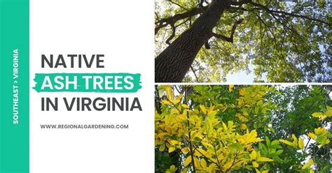2 Native Ash Trees In Virginia Pictures And Identification Regional