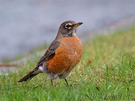 American Robin Facts And Pictures The Wildlife