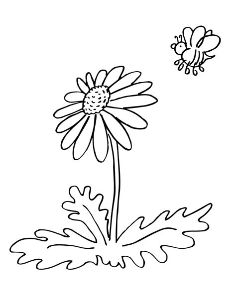 Cute Daisy Coloring Pages Pdf To Print Coloringfolder 36358 The Best
