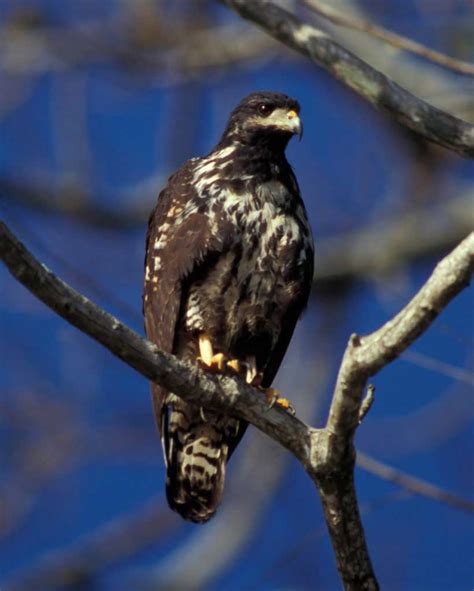 If parents help provide part of the down payment and they do not consider it a gift there should be a signed promissory note. Common Black Hawk | Audubon Field Guide