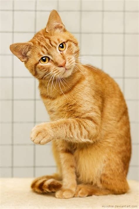 Cat Facts Why Orange Cats Are Usually Male Cattime Orange Tabby