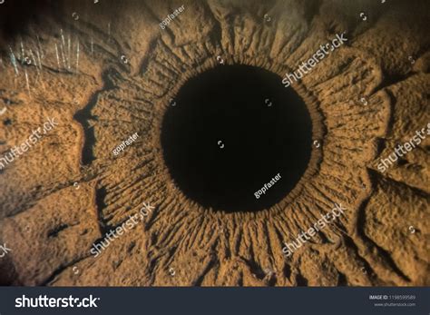 Closeup Images Human Eye Iris Cornea Stock Photo 1198599589 Shutterstock