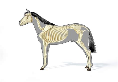 Skeletal System Of A Horse Over Grey Photograph By Leonello Calvetti