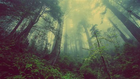 Nature Trees Forest Mist Wood Leaves Plants Worms Eye View