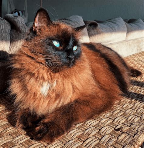Everything You Need To Know About Mink Sepia And Solid Ragdoll Cats