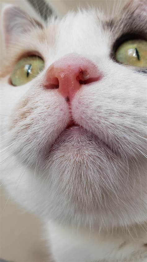 I recommend getting him seen by your vet for an exam. What is up with my cat's nose? This dry, crusty, booger ...