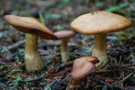 Mushrooms Along Forest Trail Poudre Canyon Colorado Photograph By