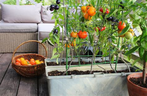 Budidaya Tanaman Sayuran Dalam Pot Solusi Hijau Di Rumah MinimalisÂ