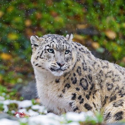 How Many Snow Leopards Are Left In The Wild